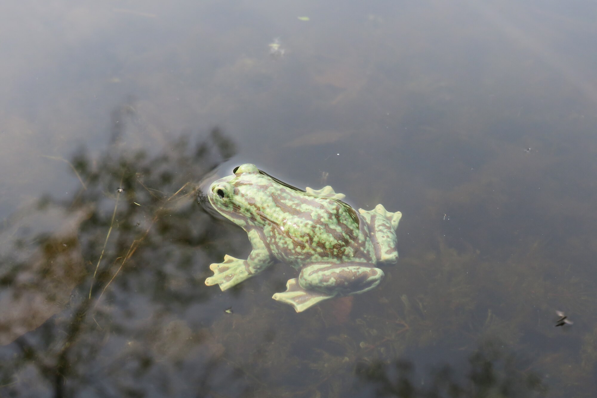 Schwimm Frosch